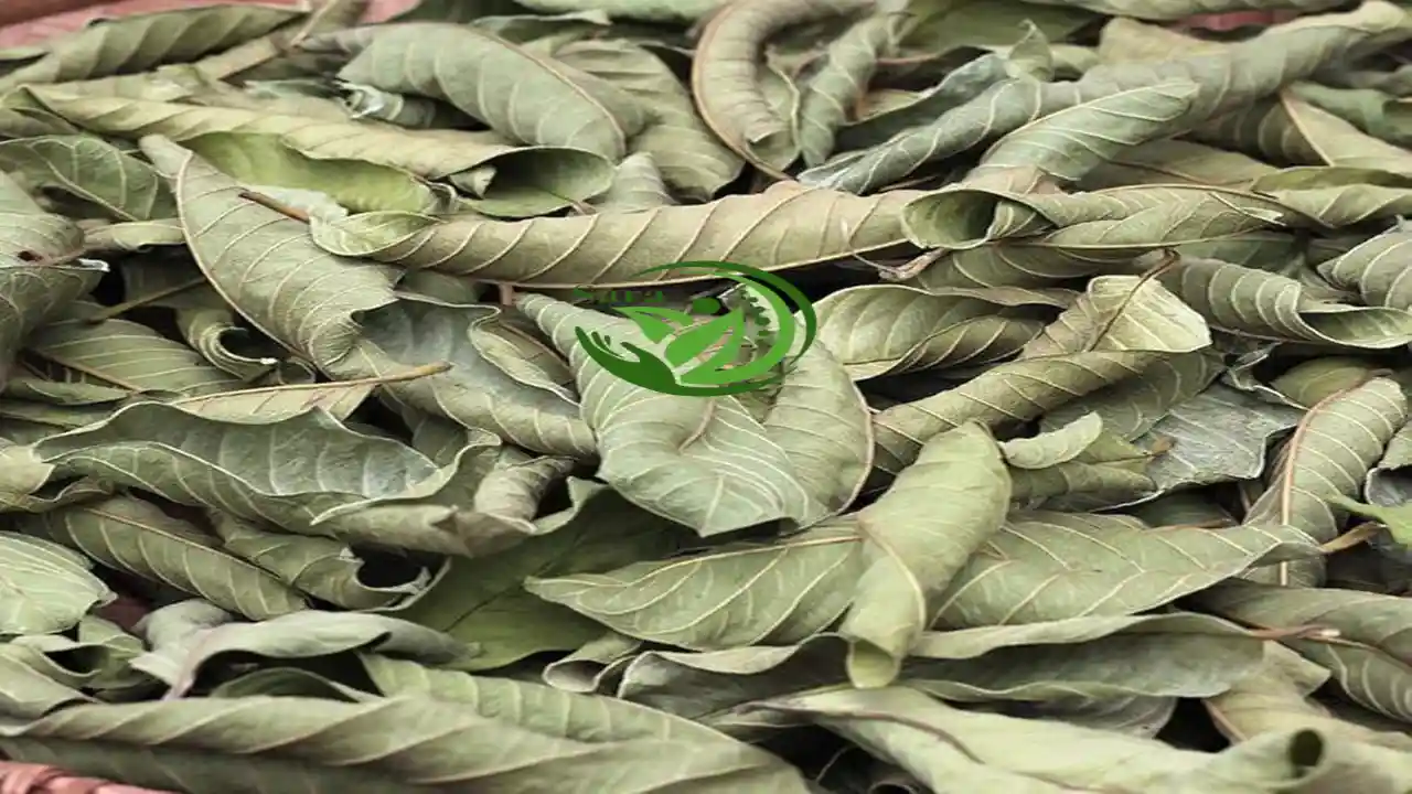 Dried Guava Leaves Exporter from Egypt